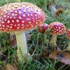 Amanita muscaria